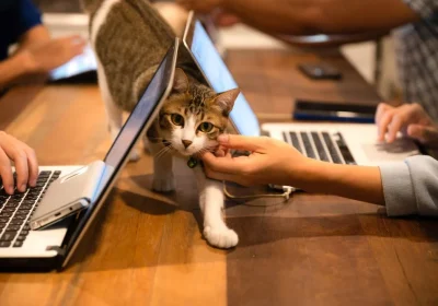 Servicios Periciales Veterinarios